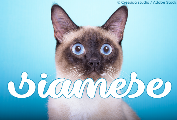 Dillon the Cat: A Stylish Typeface for Marketers